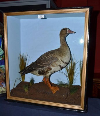 Lot 240 - White-Fronted Goose (Anser albifrons), by B Cook, Taxidermist, Rendshaw St, Liverpool, circa...