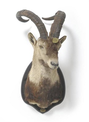 Lot 242 - Spanish Ibex (Capra pyrenaica), Tejeda Almijara, 25-11-1998, shoulder mount, right horn, right horn