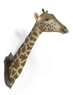 Lot 247 - Southern Giraffe (Giraffa camelopardalis), British East Africa, 1900, A E Leatham, by Rowland Ward