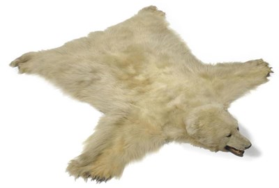 Lot 250 - Polar Bear (Ursus arctos), 4.7.1930, taxidermied by Holt Renfrew & Co Ltd, Quebec, Montreal,...