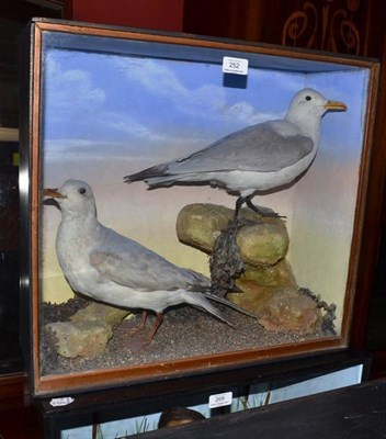 Lot 252 - Kittiwake (Rissa tridactyla), by Hutchings, Aberystwyth, circa 1910, adult and immature,...