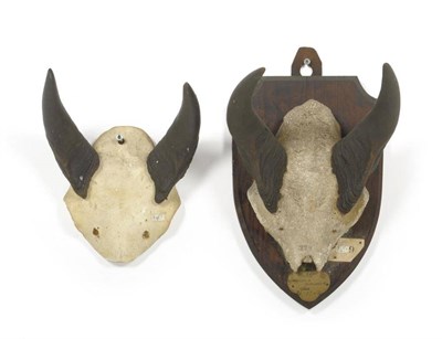 Lot 254 - Nilgai (Boselaphus tragocamelus), India, ex Loder Collection, circa 1890, horns on frontlet, 25.5cm