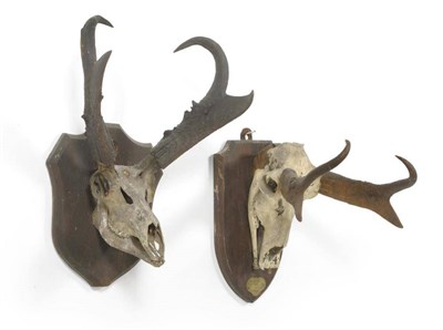 Lot 255 - Pronghorn (Antilocarpa Americana), skull with horns, 38.7cm, tip to tip 12.7cm; and Another,...