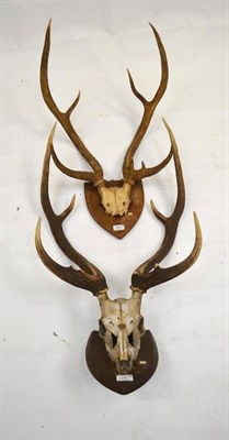 Lot 256 - Chital (Cervus axis), antlers on frontlet, 81cm long, tip to tip 39.3cm, on shield; and...