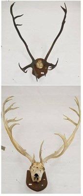 Lot 258 - Greenland Caribou (Rangifer tarandus groenlandicus), found dead by JAW, Sonderstom Fjord, West...