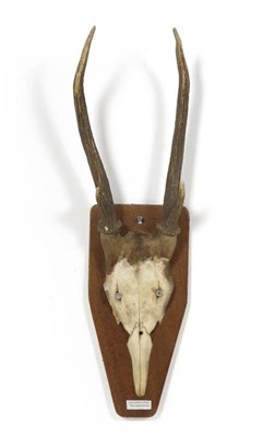 Lot 259 - Calamian Deer (Axis calamianensis), circa 1910, antlers on cut frontlet, 4 points, right antler...