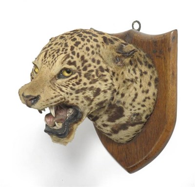 Lot 260 - Leopard (Panthera pardus), circa 1920, head mount, with snarling open jaw, on oak shield, 24cm from