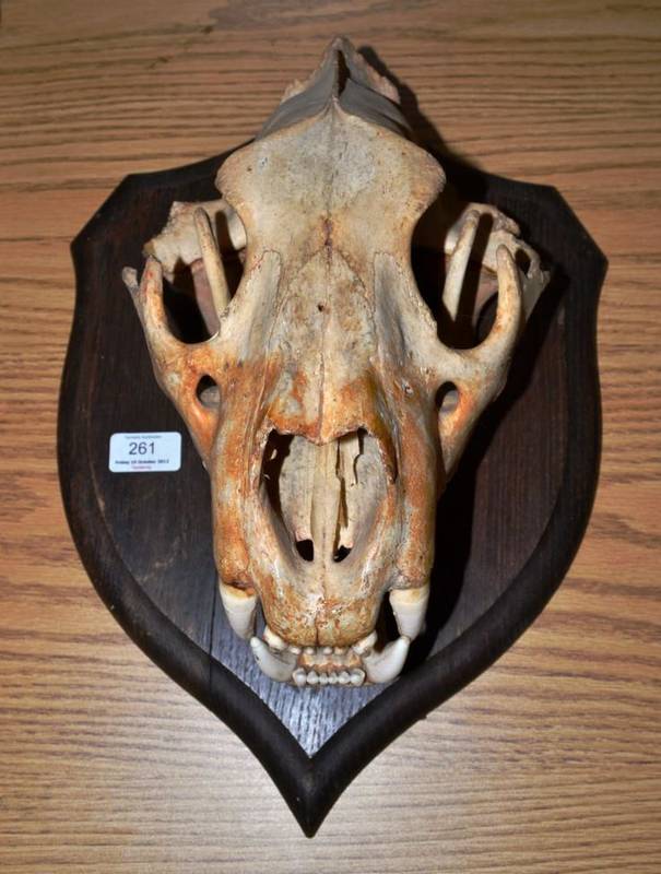 Lot 261 - Lion (Panthera leo), circa 1930, Rowland Ward, skull on shield, 34cm long, on typical oak...