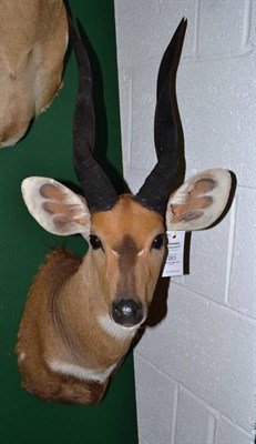 Lot 263 - Bushbuck (Tragelaphus scriptus), late 20th century, shoulder mount