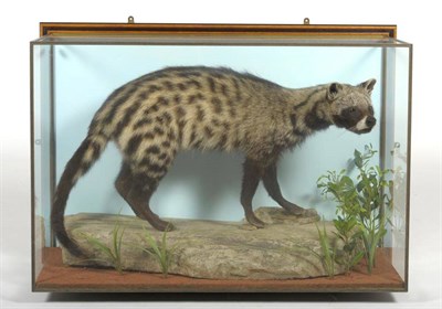 Lot 264 - African Civet (Civettictis civetta), circa 2000, full mount, posed standing and looking...