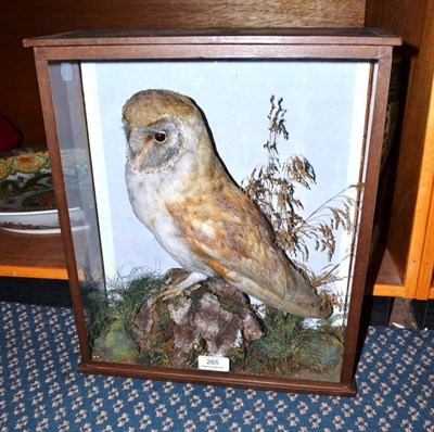 Lot 265 - Barn Owl (Tyto albus), circa 1920, full mount, perched on cork mound amongst grasses and moss, in a