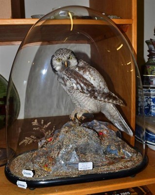 Lot 266 - Northern Hawk Owl (Surnia ulula), circa 1950 or earlier, full mount, perched on short branch...