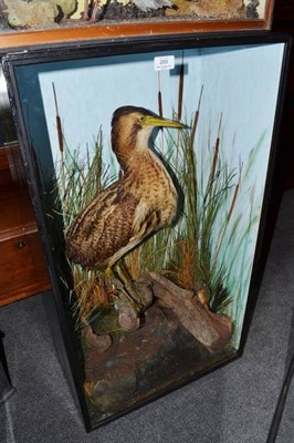 Lot 269 - Bittern (Botaurus stellaris) and Kingfisher (Alcedo atthis), circa 1910, full mounts, the...