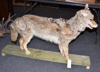 Lot 273 - Coyote (Canis latrans), 20th century, full mount, in standing pose, 114cm long, 75cm high