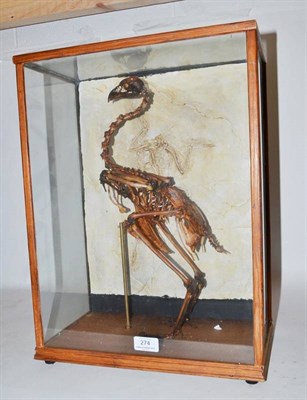 Lot 274 - Bird Skeleton, composite, in imitation of Archaeopteryx, posed against a cast Archaeopteryx...