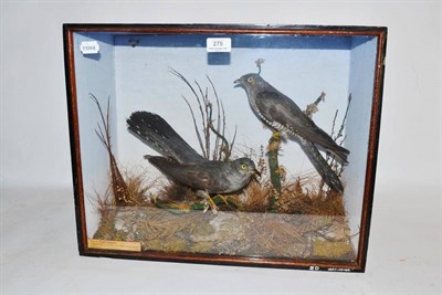 Lot 275 - Cuckoo (Cuculus canorus), circa 1880, male and female, pair of full mounts, naturalistically...