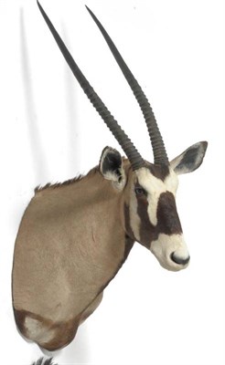 Lot 277 - Gemsbok (Oryx gazelle), modern, shoulder mount, both horns 80cm, 69cm from the wall See...