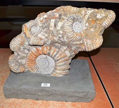 Lot 278 - A Conglomeration of Ammonites, upon stone plinth, 38cm high