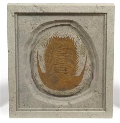 Lot 279 - Fossil Trilobite, 34cm long, in decorative glaze frame, 68cm by 61.5cm See illustration