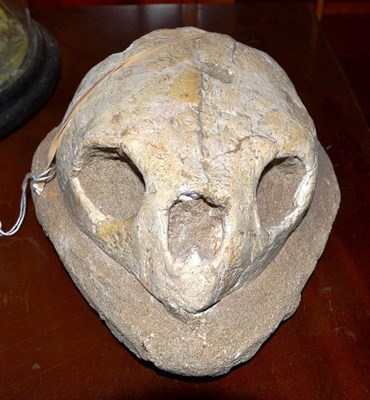 Lot 280 - Fossilised Sea Turtle Skull, Khouribga, Morocco, Paleocene, approximately 60 million years old,...