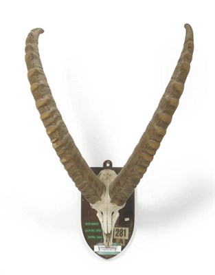 Lot 283 - European Ibex (Capra ibex), ex Loder Collection, horns on full skull, right horn 76.8cm, left...