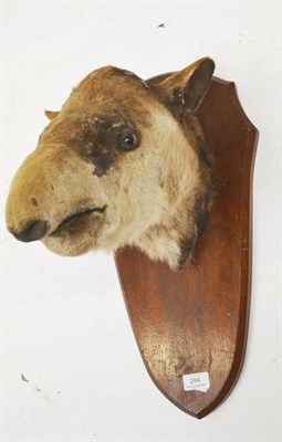 Lot 284 - Tapir (Tapirus pinchaque), circa 1950's, head mount, on associated wood shield, 41cm from the wall