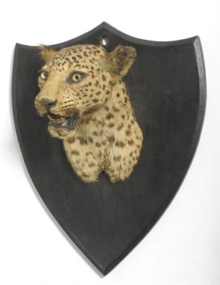 Lot 287 - Leopard (Panthera pardus), Van Ingen & Van Ingen, Mysore, circa 1910, head mount, turning...