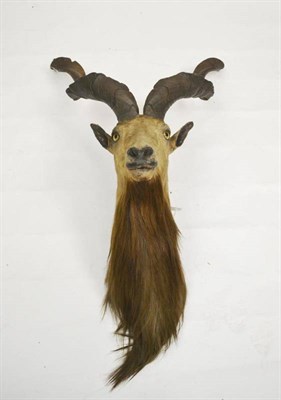 Lot 288 - Astor Markhor (Capra falconari falconari), circa 1900, shoulder mount, right horn straight measured