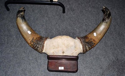 Lot 289 - Gaur (Bos gaurus), horns on frontlet, on wood wall shelf, tip to tip 63.5cm