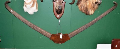 Lot 290 - Water Buffalo (Bubalus bubalis), conjoined horns, right horn 142cm, left horn 141cm, joined by...