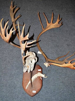 Lot 291 - Caribou (Rangifer tarandus), antlers on skull, tip to tip 58cm, on Sir E Loder projecting...