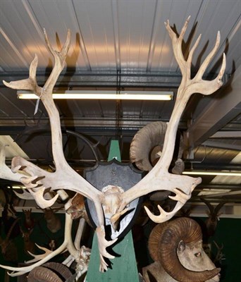 Lot 292 - Caribou (Rangifer tarandus), antlers on cut frontlet, on ebonised wood shield