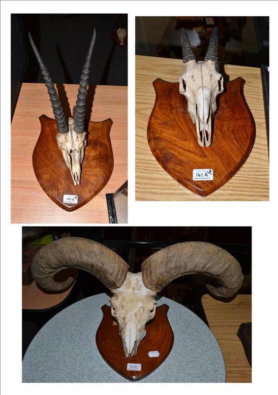 Lot 141 - Bharal or Blue Sheep (Pseudois niyaur niyaur), shot Aug 1939, horns on upper skull, right horn...