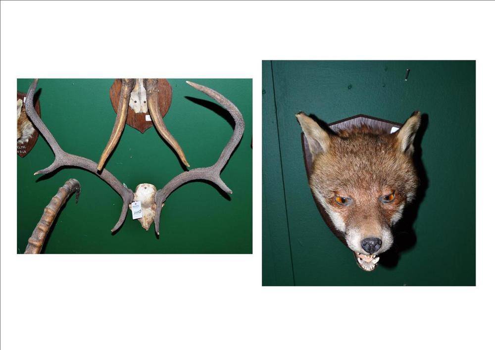 Lot 209 - Fox Mask, F W Barlett, Taxidermist, 23 High Street, Banbury, Moelfre, 16-3-48, with jaw agape,...