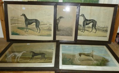 Lot 55 - After Hunt - "Donald", "Master Mc Grate" and "Misterton", greyhounds, a set of three coloured...