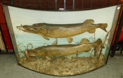 Lot 116 - A Pair of Taxidermy Pike, preserved and mounted in a naturalistic setting, in a large bow...