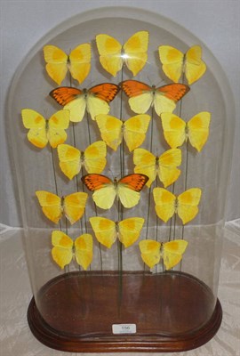 Lot 156 - A Glass Domed Case of Sixteen Yellow Foreign Butterflies, modern, 50cm high