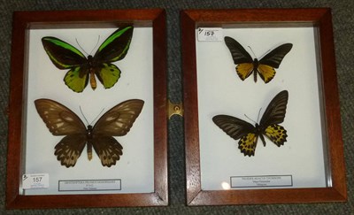 Lot 157 - Butterflies: Male and Female of Each Species, comprising Ornithoptera priamus demophanes -...