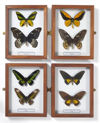 Lot 158 - Butterflies: Male and Female of Each Species, comprising Ornithoptera chimaera charybidis - Western