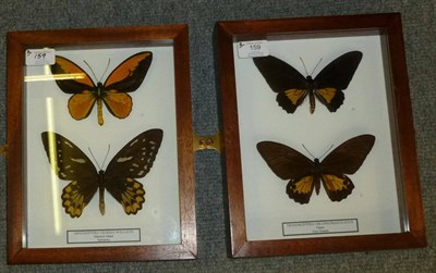 Lot 159 - Butterflies: Male and Female of Each Species, comprising Trogonoptera oblongomaculatus - Papua...