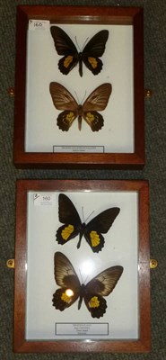 Lot 160 - Butterflies: Male and Female of Each Species, comprising Troides haliphron pallens - Saleyer...