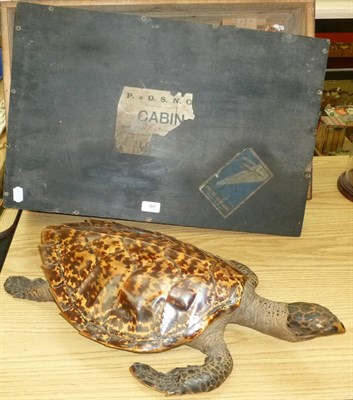 Lot 161 - Hawksbill Turtle (Eretmochelys imbricata), circa 1932, full mount, 63cm long overall  CITES...