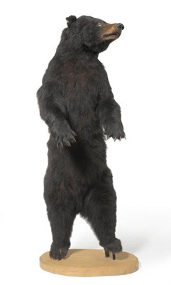 Lot 164 - American Black Bear (Ursus americanus), late 20th century, full mount, standing erect, closed...