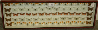 Lot 165 - Four Wall Hanging Display Cases of Diverse World Butterflies, including Large Tortoiseshell...