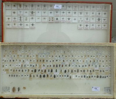 Lot 166 - Five Assorted Wall Hanging Display Cases of Diverse Beetles, Insects and World Butterflies; and...