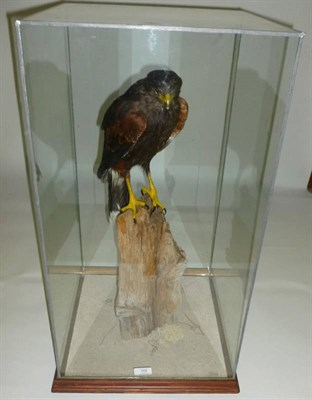 Lot 168 - Harris Hawk (Parabuteo unicinctus), 20th century, full mount, perched on a worn upturned log...