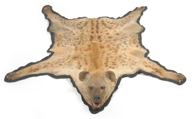 Lot 170 - Spotted Hyaena (Crocuta crocuta), modern, rug with head mount, backed onto black felt 185cm nose to