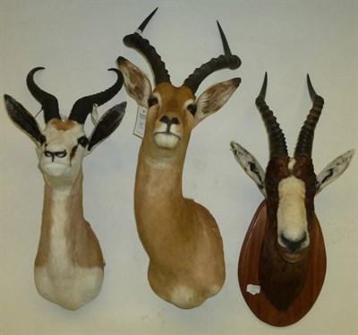 Lot 171 - Springbok (Antidorcas marsupialis), shoulder mount, 34cm from the wall; Bontebok (Damaliscus...