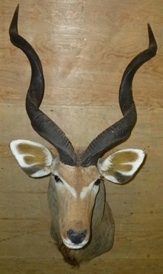 Lot 172 - Greater Kudu (Tragelaphus strepsiceros), modern, shoulder mount; and Waterbuck (Kobus...