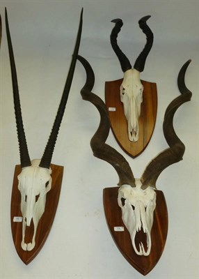 Lot 173 - Greater Kudu (Tragelaphus strepsiceros), horns on cut upper skull, on African hardwood shield; Oryx